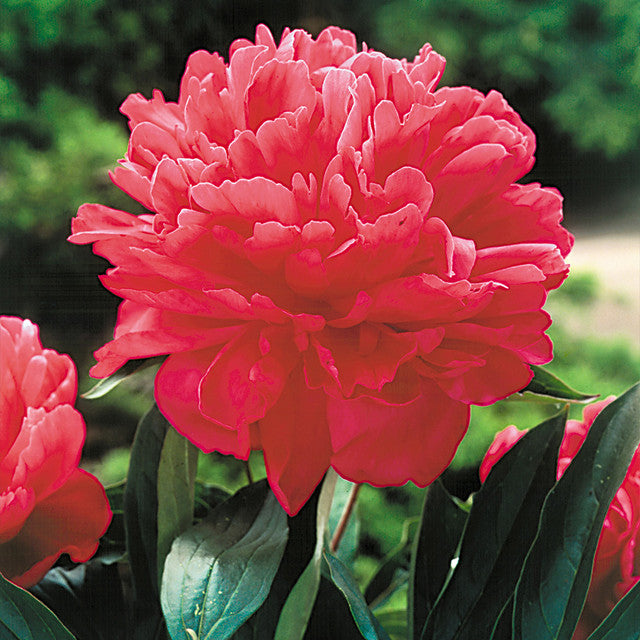🌺Multicolor Double Peony - The Stunning Flower Of Time