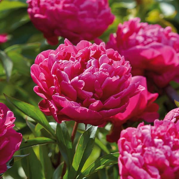 🌺Multicolor Double Peony - The Stunning Flower Of Time