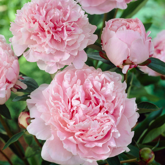 🌺Multicolor Double Peony - The Stunning Flower Of Time