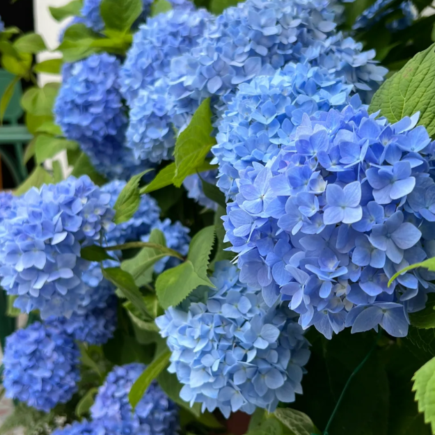 🌼Perennial Hydrangea Seeds