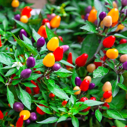 🌈Rainbow Peppers