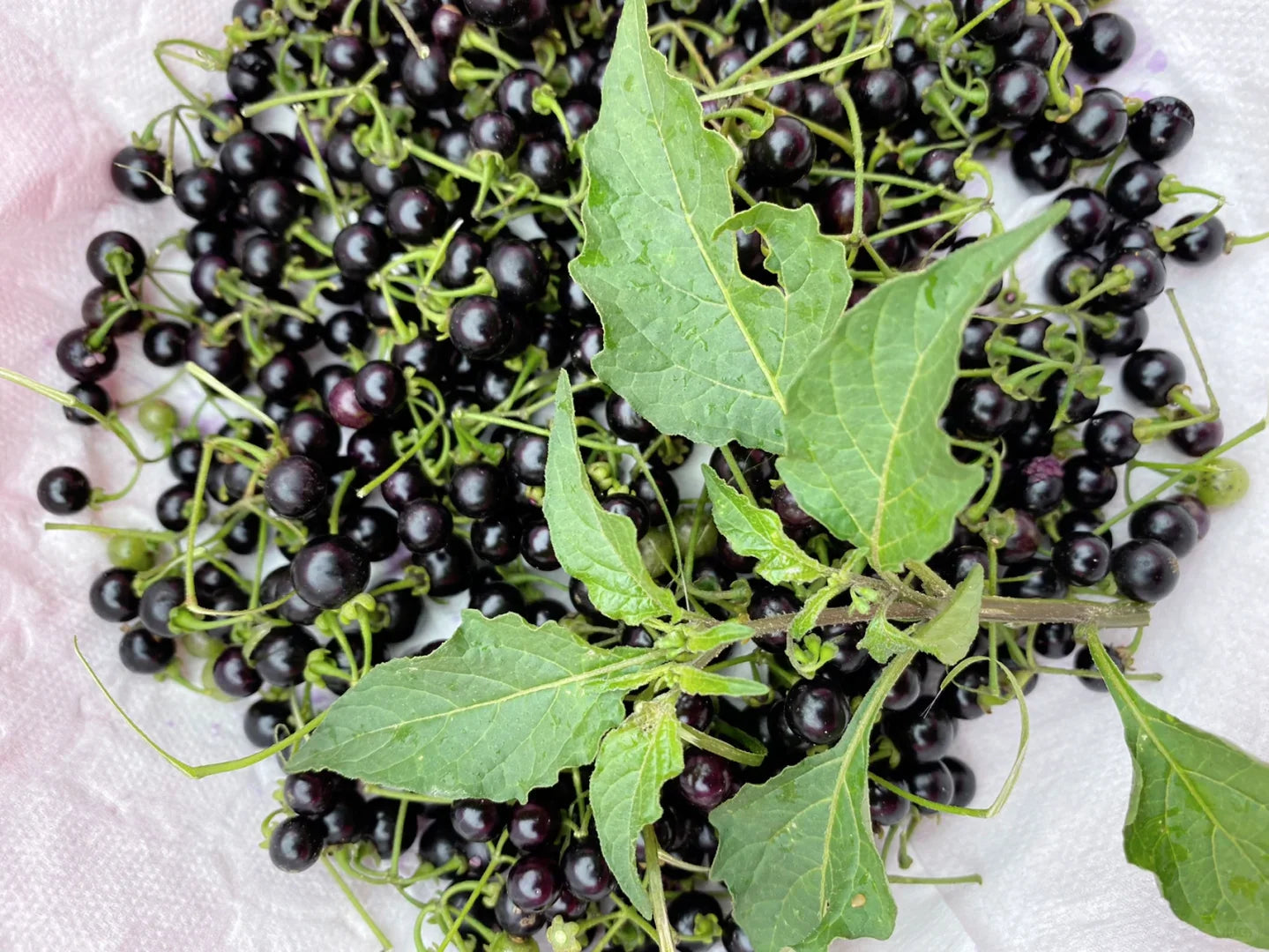 Solanum nigrum Seeds, 	Black Nightshade Seeds