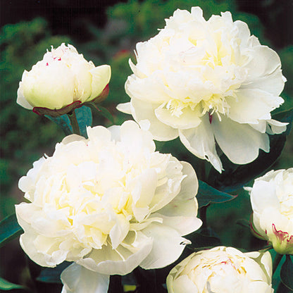 🌺Multicolor Double Peony - The Stunning Flower Of Time