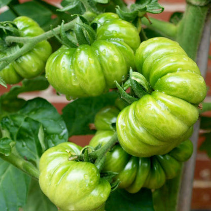 Multicolor Tomato Seeds-No Gmo