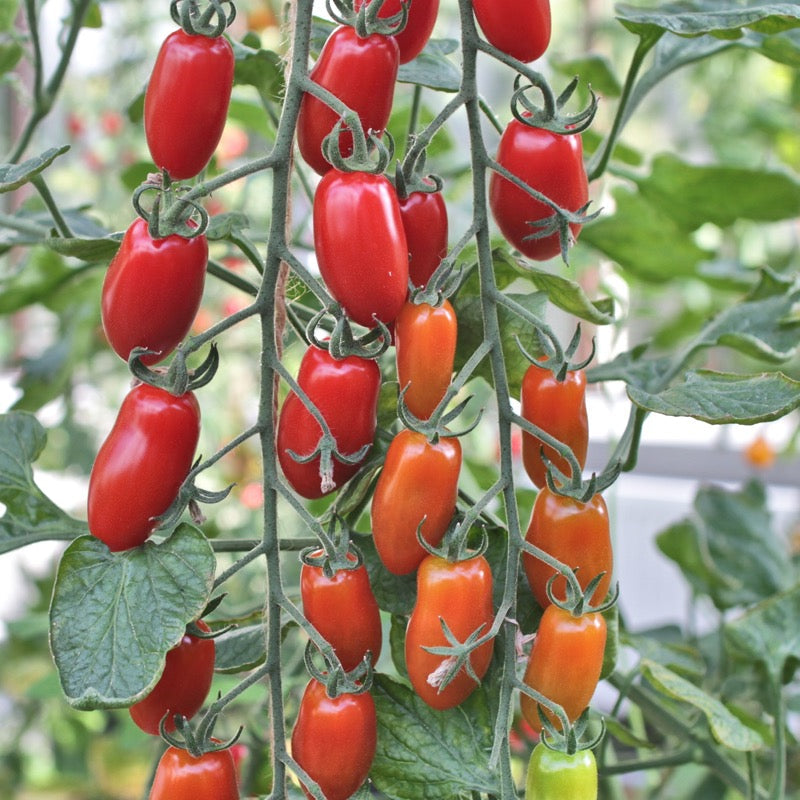 Roma Tomato Organic