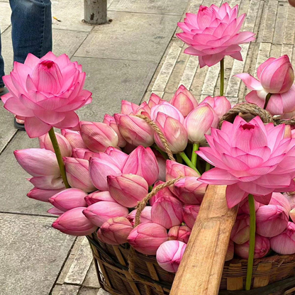 🌸【7 days germination】Last Day Sale - 50% OFF💐The Sacred Bonsai Bowl Lotus Flower