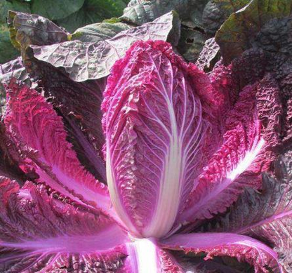 Organic Purple Cabbage Seeds