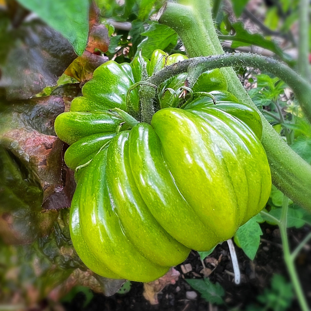 Multicolor Tomato Seeds-No Gmo