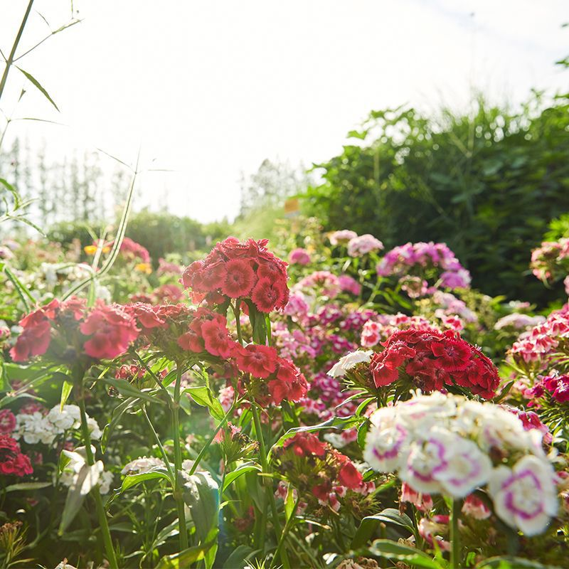 Mixed Dianthus/Sweet William Seed