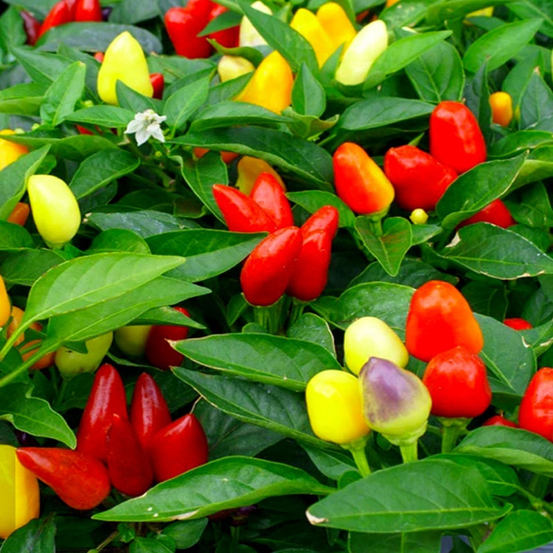 🌈Rainbow Peppers