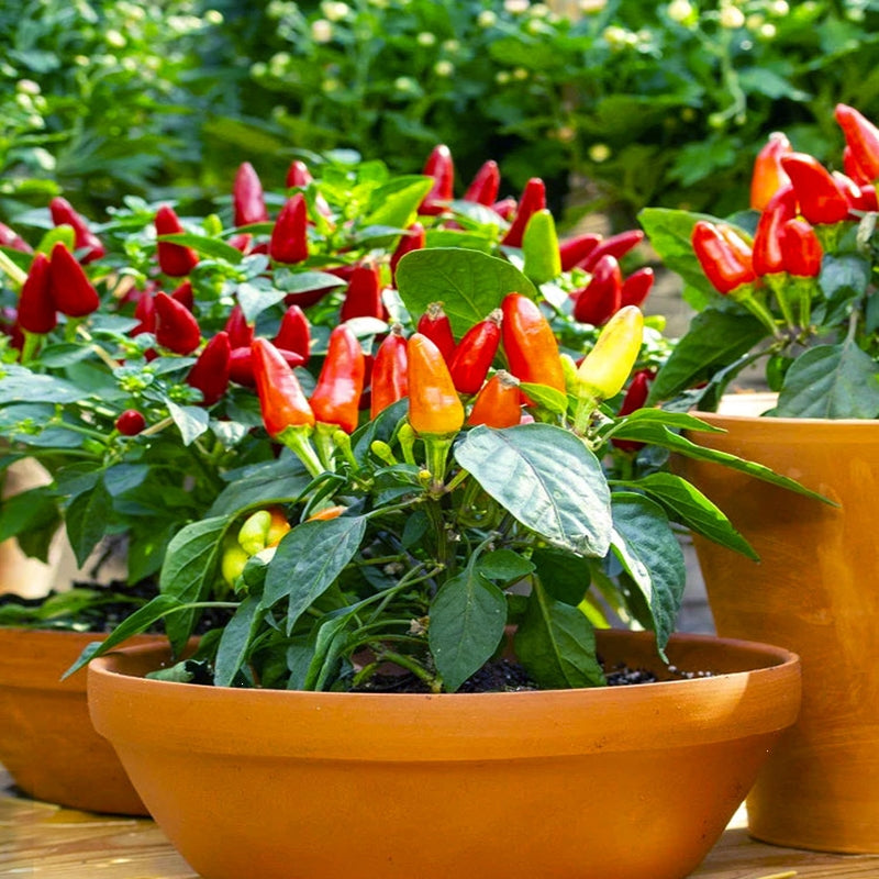 🌈Rainbow Peppers