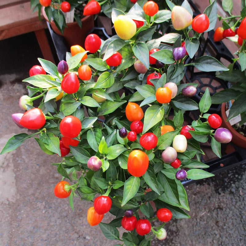 🌈Rainbow Peppers