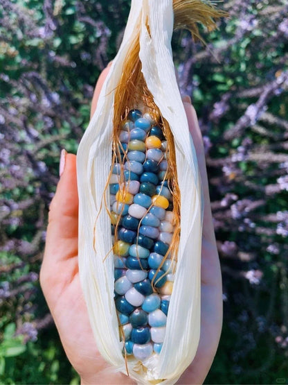 Decorative Corn Gem corn  Seeds