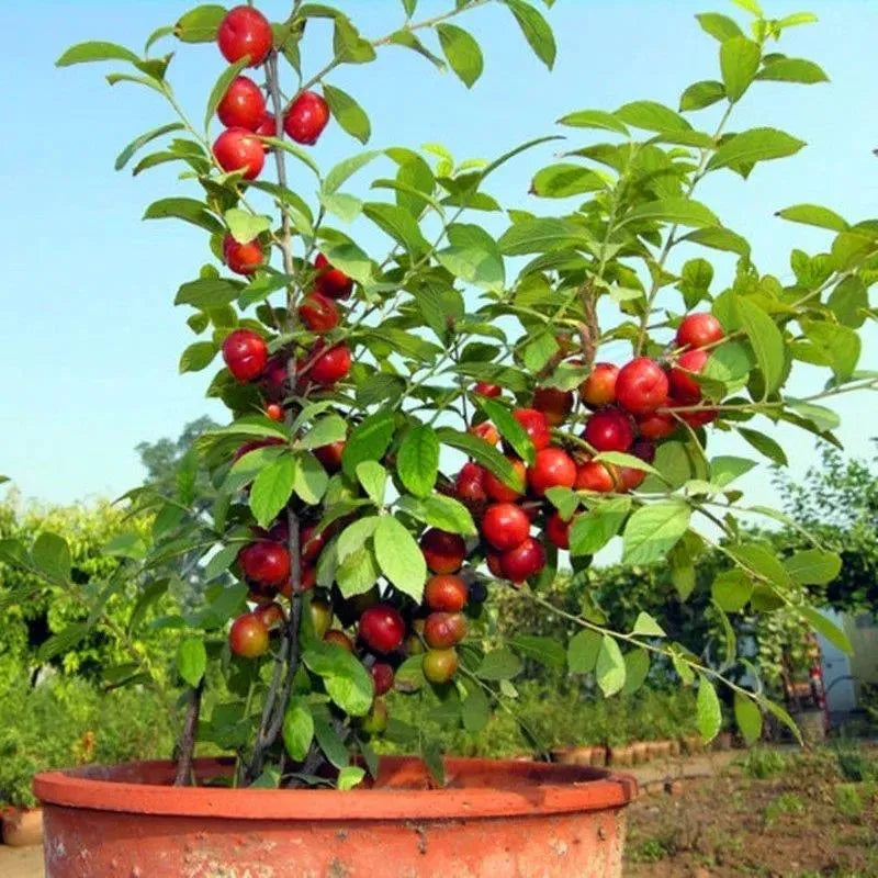 Ruby Calcium Berry Seeds🍒Prunus humilis