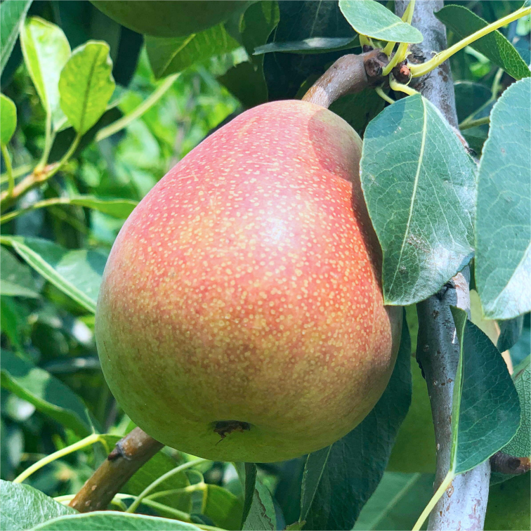 Pyrus communis Seeds - granny's pears