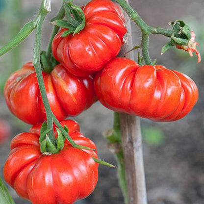 Multicolor Tomato Seeds-No Gmo