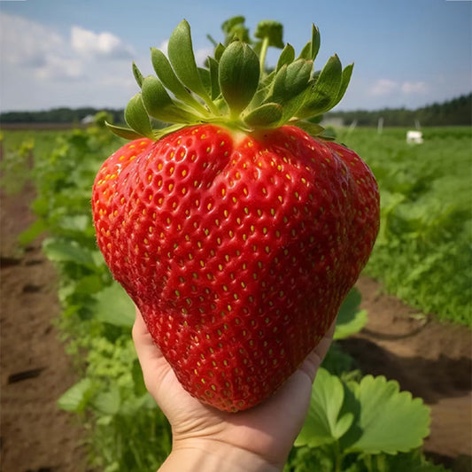 Sweet Dreamland Cream Strawberry Seeds