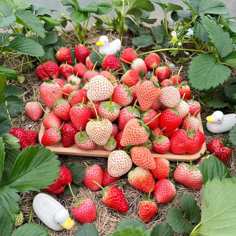 Sweet Dreamland Cream Strawberry Seeds