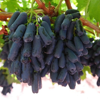 Last Day Sale - 60% OFF🍇Manicure Finger Grapes Seeds(98% Germination)