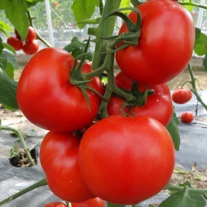 Hair Pink Tomato Seeds