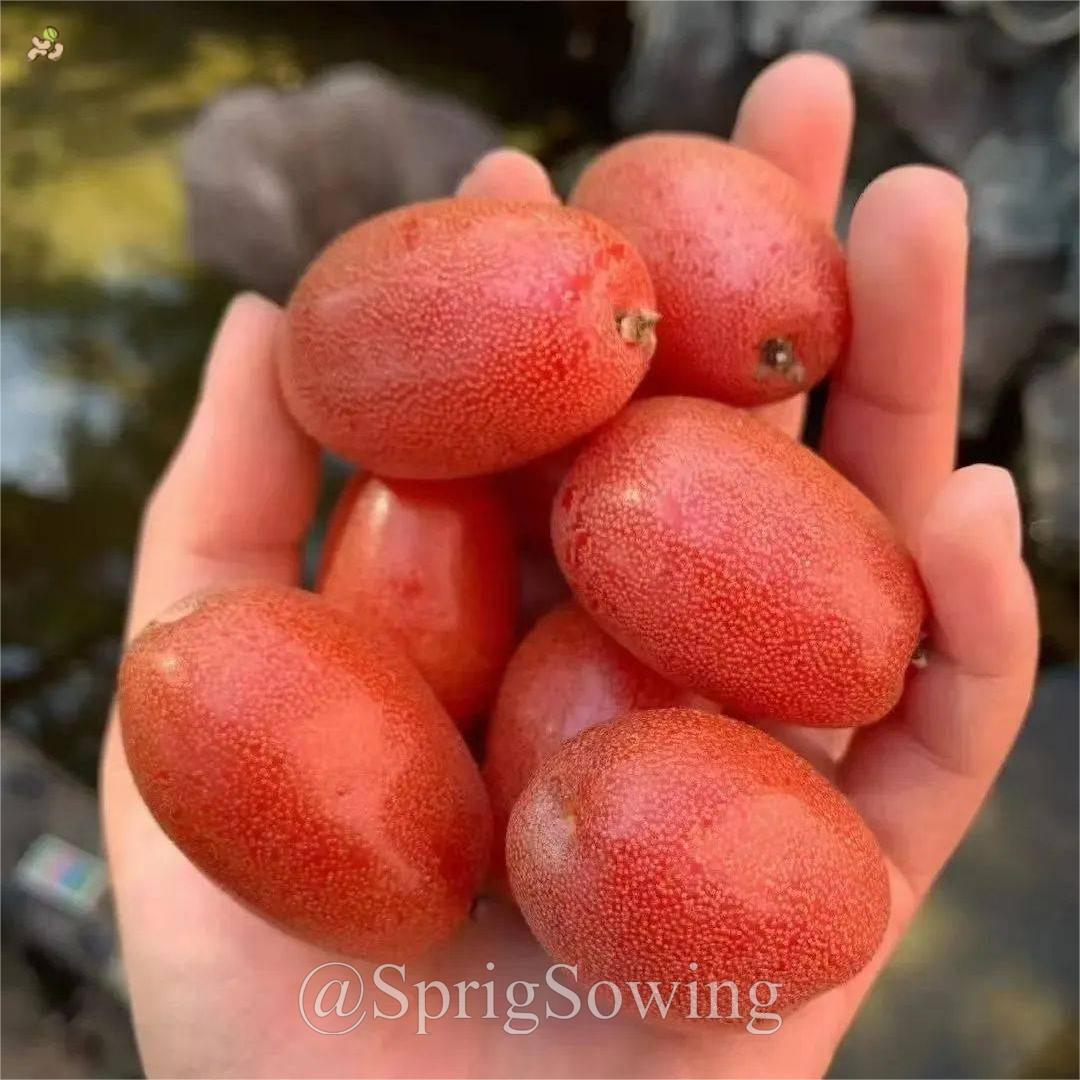 Denseflower Elaeagnus Fruit Seeds