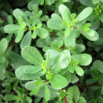 😍Last Day Sale - 60% OFF✨Purslane Seeds - Green