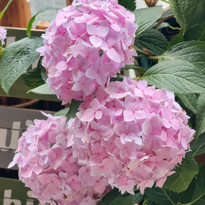 🌼Perennial Hydrangea Seeds