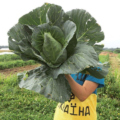 Cabbage Caraflex F1 Organic