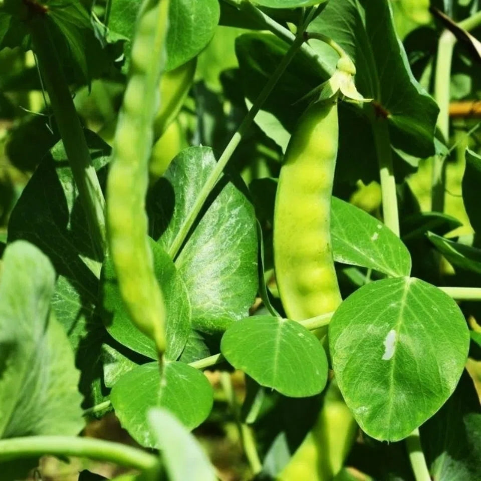 🫛Snow pea seeds --- cold and heat resistant, disease resistant and high yielding