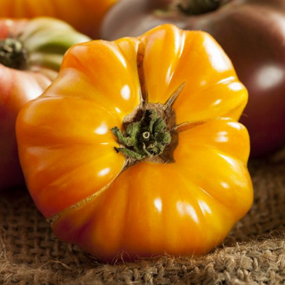 🍅Amana Orange Heirloom Tomato Seeds - Large Tomato