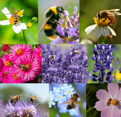 🐝Save Bees Wildflower Seed Series - Pure Non-GMO Flower Seeds