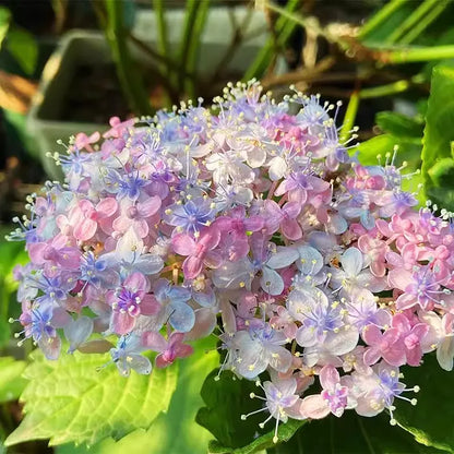 🌼Perennial Hydrangea Seeds