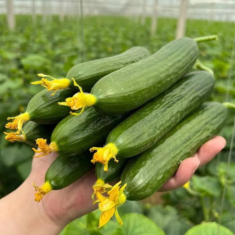 Thorn-less Mini Cucumber Seeds