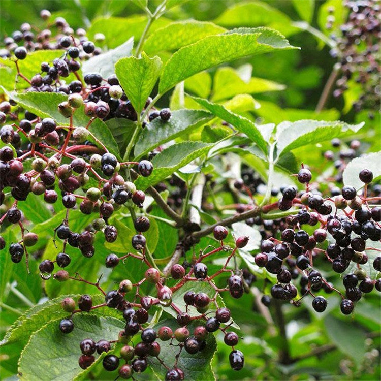 😍Last Day Sale - 60% OFF✨Elderberry Seeds--Gaea's Blessing Seeds