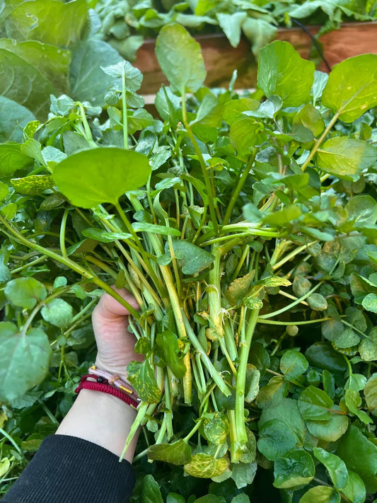 Watercress Seeds