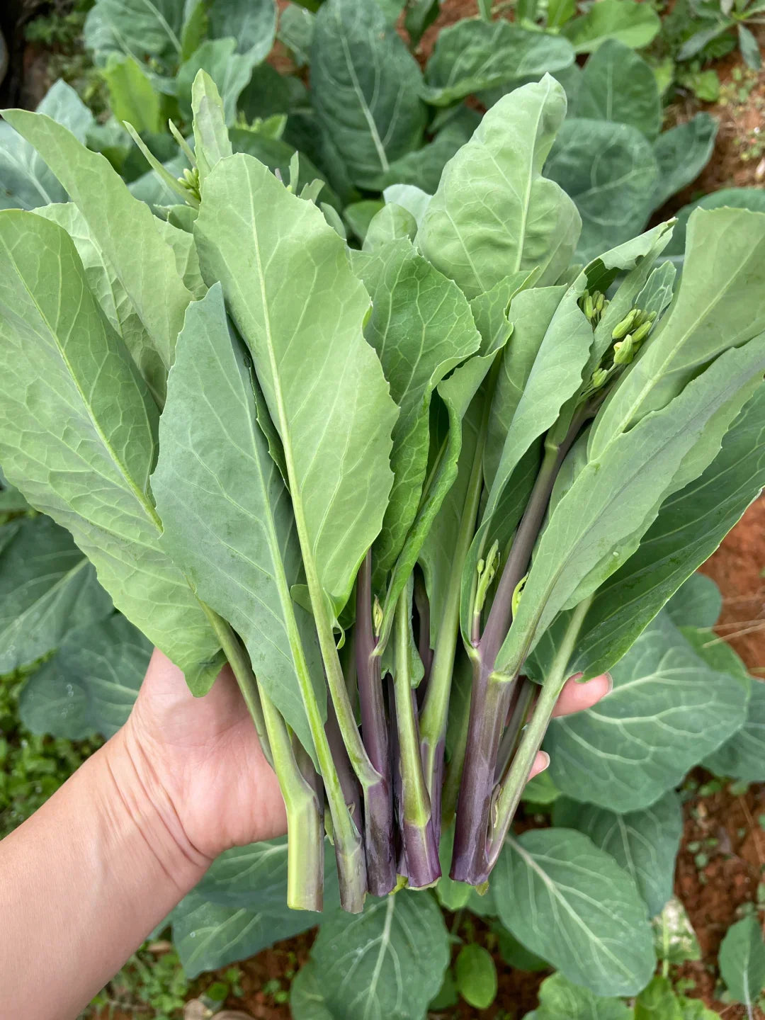 🌱🌱Sweetheart Red Kale Seeds, Red-Stem Kale Seeds