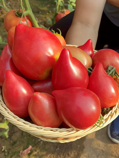 🌈Last Day Sale - 60% OFF🍅Mango Honey Tomato Seeds