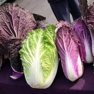 Organic Purple Cabbage Seeds