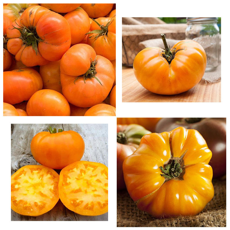 🍅Amana Orange Heirloom Tomato Seeds - Large Tomato