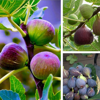 Fig Tree Seeds (Ficus carica)🍀Sweet Fruit Shrub-Cold and heat resistant