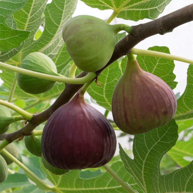 Fig Tree Seeds (Ficus carica)🍀Sweet Fruit Shrub-Cold and heat resistant