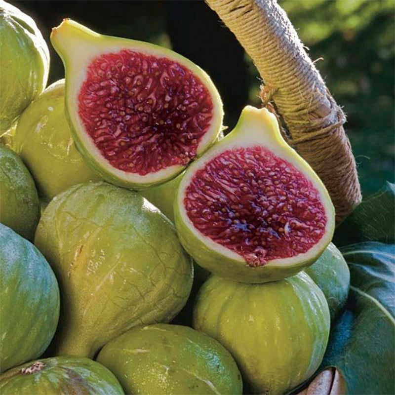 Fig Tree Seeds (Ficus carica)🍀Sweet Fruit Shrub-Cold and heat resistant