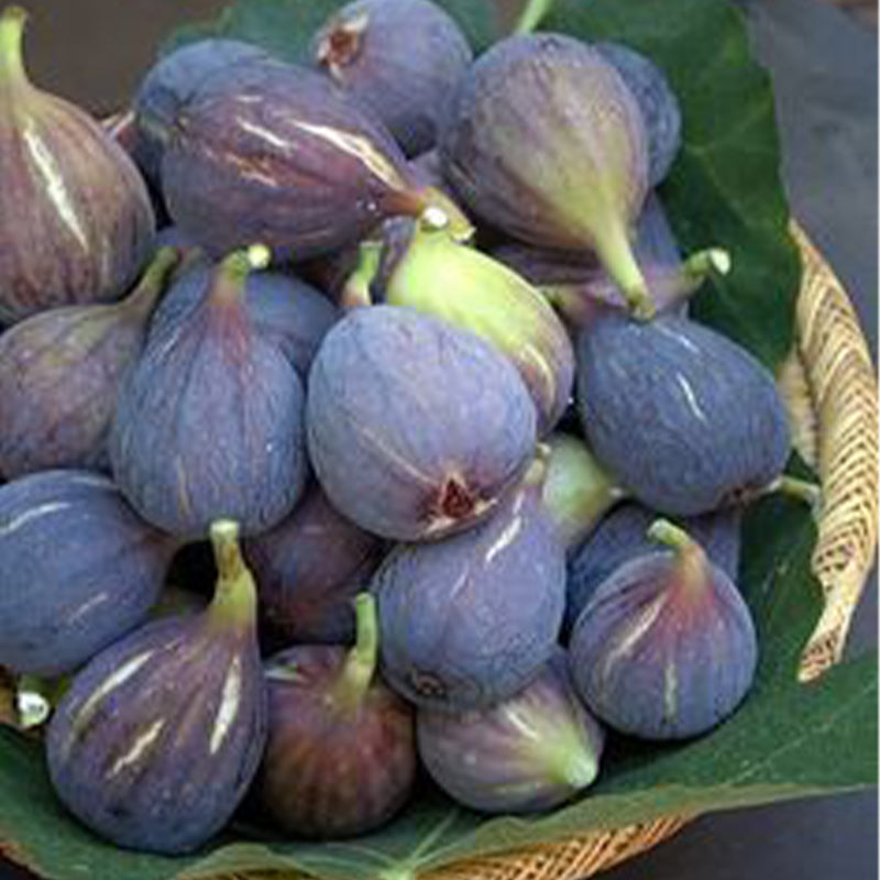 Fig Tree Seeds (Ficus carica)🍀Sweet Fruit Shrub-Cold and heat resistant