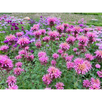 Bee Balm - Wild Bergamot Seeds