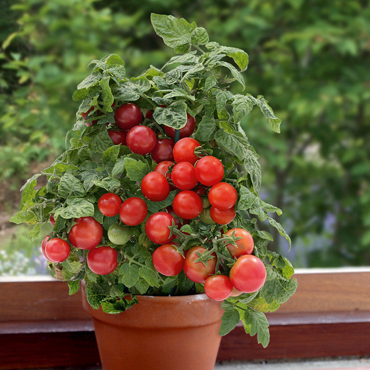 🍅Dwarf Cherry Tomatoes – Easy-to-Grow, Perfect for Containers