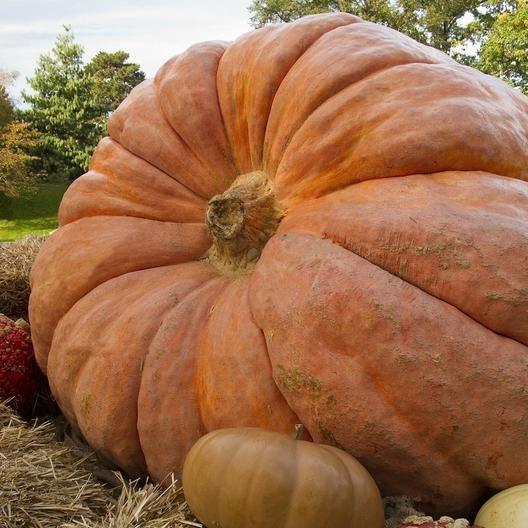 Pumpkin Big Moose