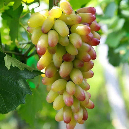 Last Day Sale - 60% OFF🍇Manicure Finger Grapes Seeds(98% Germination)