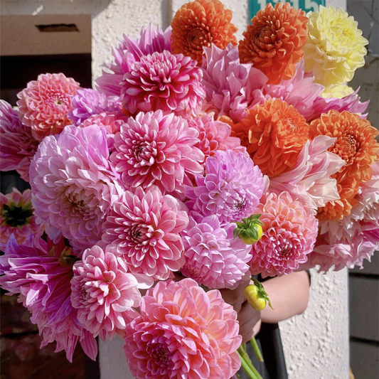 Mixed Dahlia Seeds