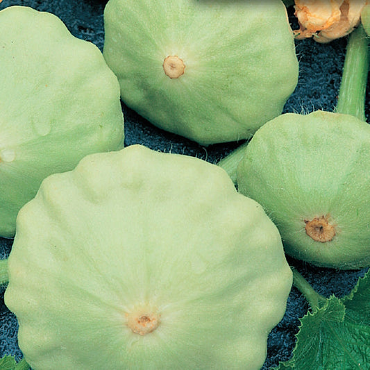 Organic Squash Seeds, Early Bush Scallop