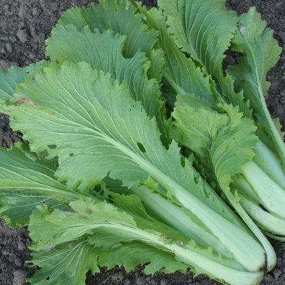 Michihili Chinese Cabbage